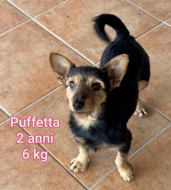 Scricciolini taglia contenuta  Foto 2