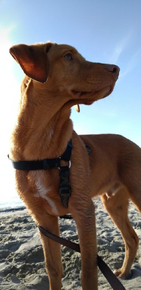 Loki cerca casa  Foto 2