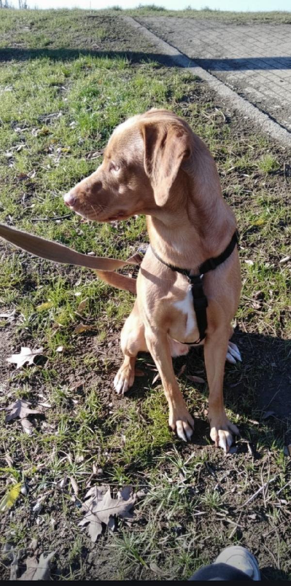 Loki cerca casa  Foto 3