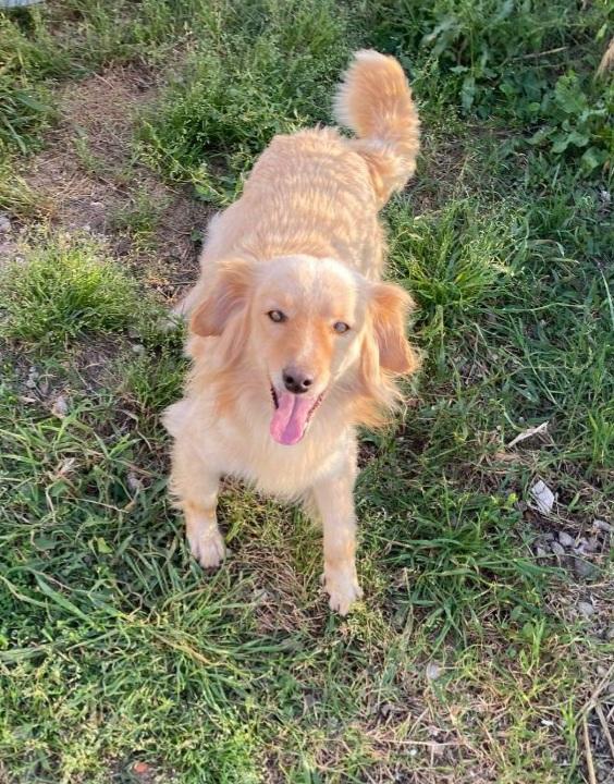 Mix Volpino 3Anni Biondo Tg Piccola