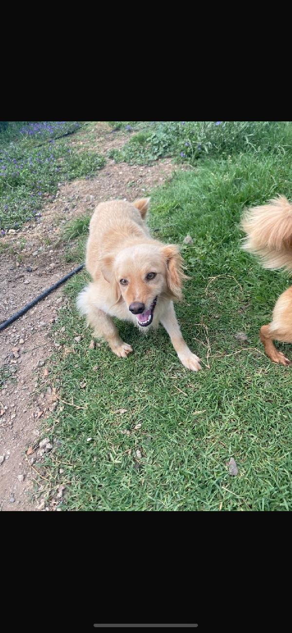 Mix Volpino 3anni biondo tg piccola Foto 5