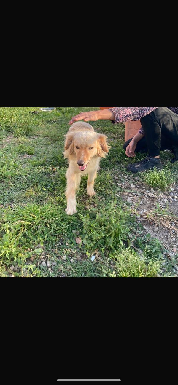 Mix Volpino 3anni biondo tg piccola Foto 6