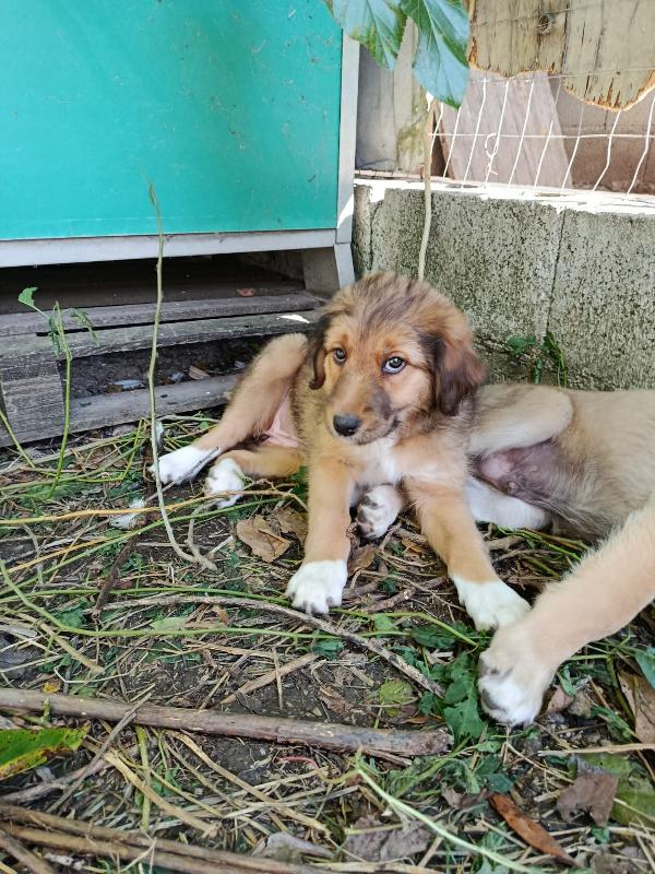 Pesca Cucciola Meravigliosa 