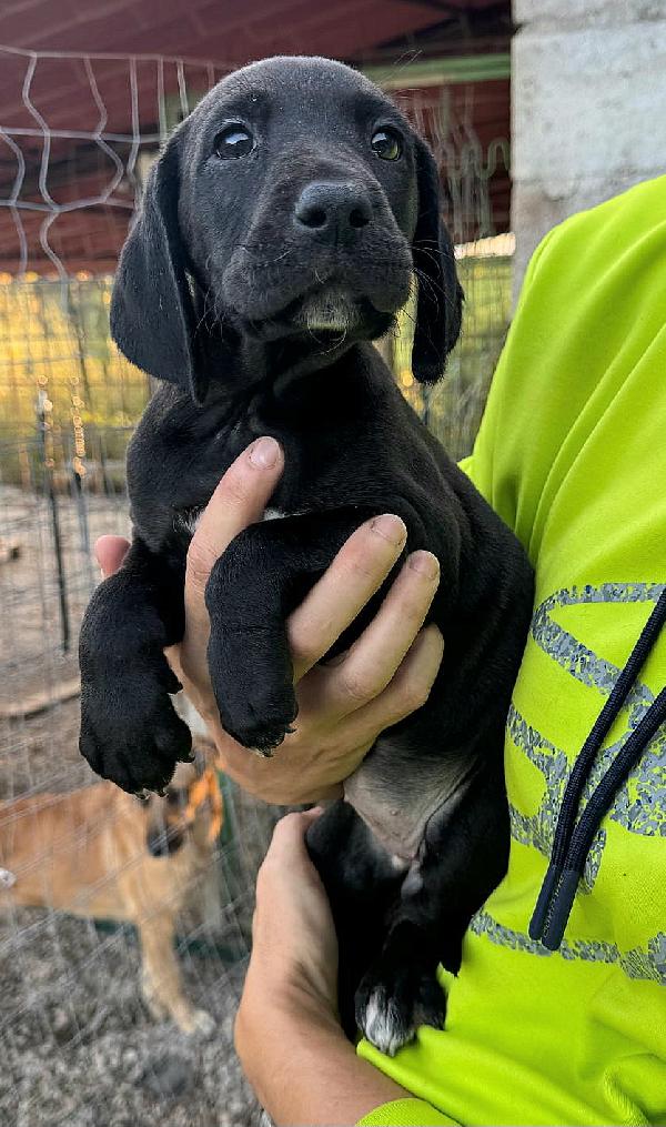 Lyra 2 Mesi Taglia Media 