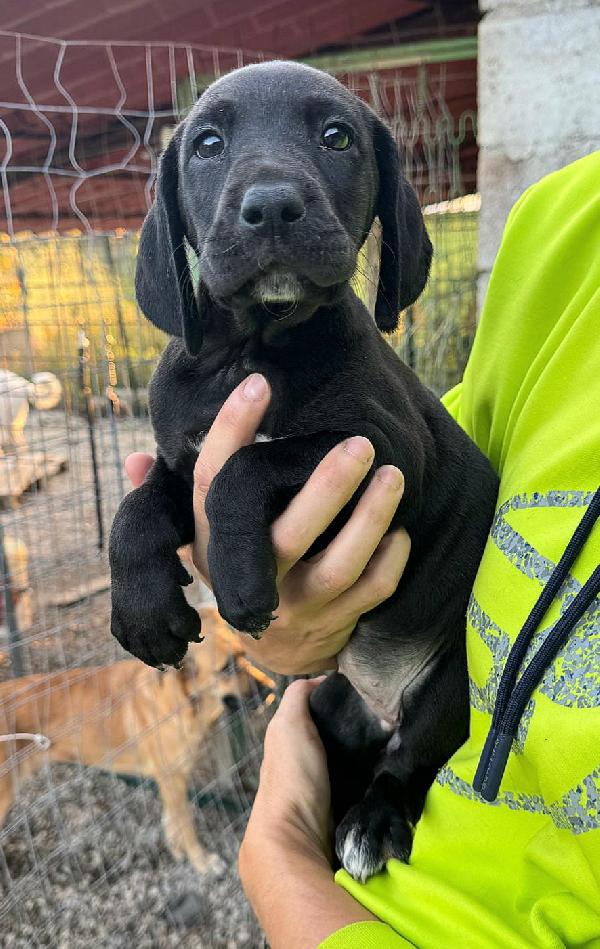 Lyra 2 mesi taglia media  Foto 2