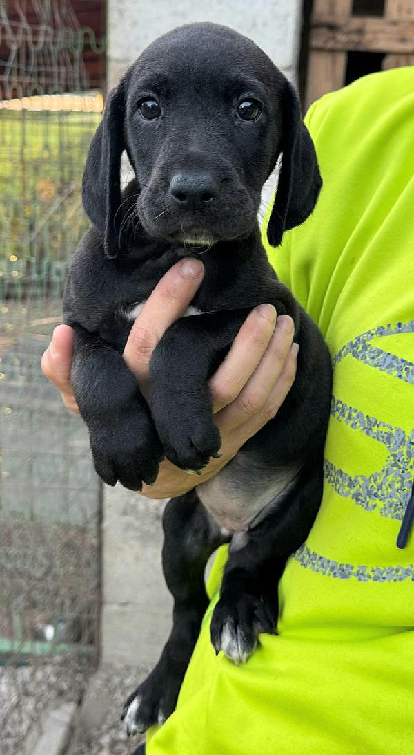 Lyra 2 mesi taglia media  Foto 3