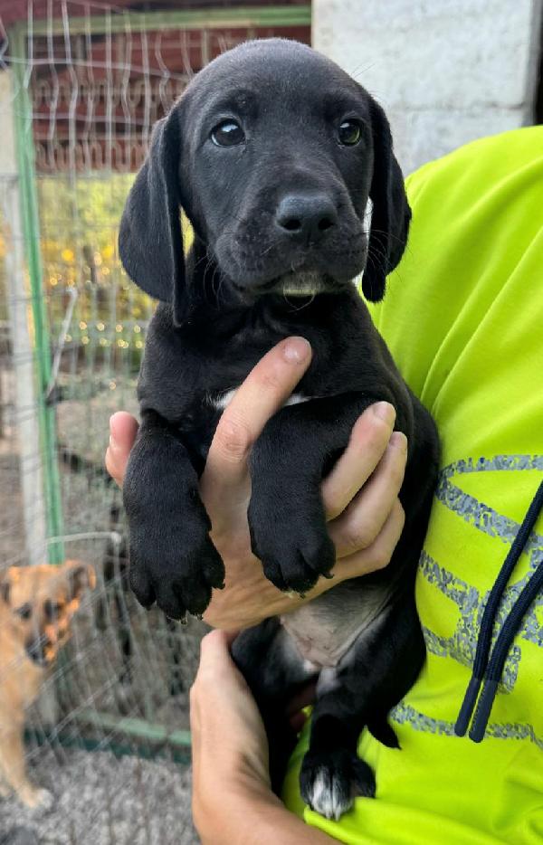 Lyra 2 mesi taglia media  Foto 4