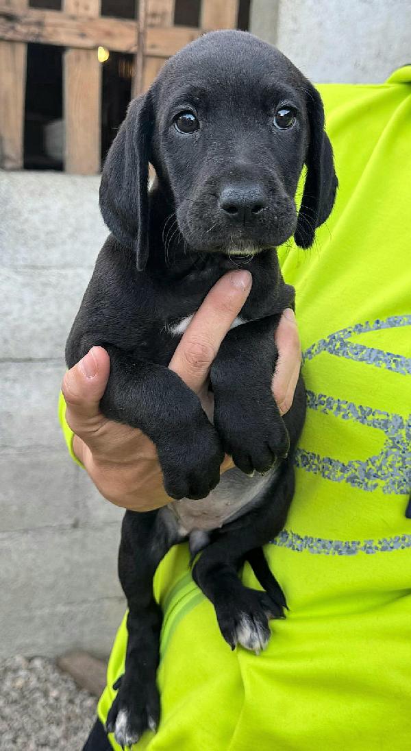 Lyra 2 mesi taglia media  Foto 5