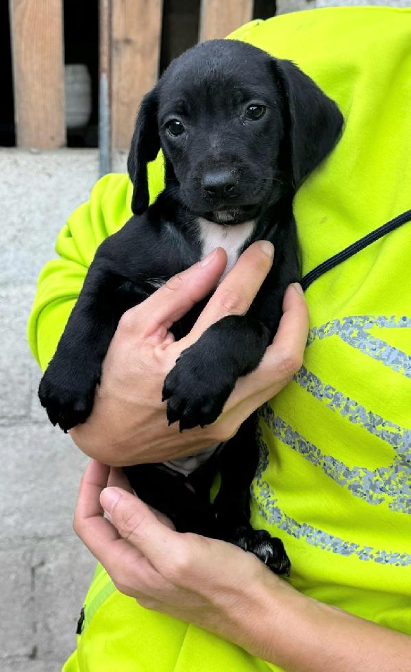 Astra 2 Mesi Taglia Media