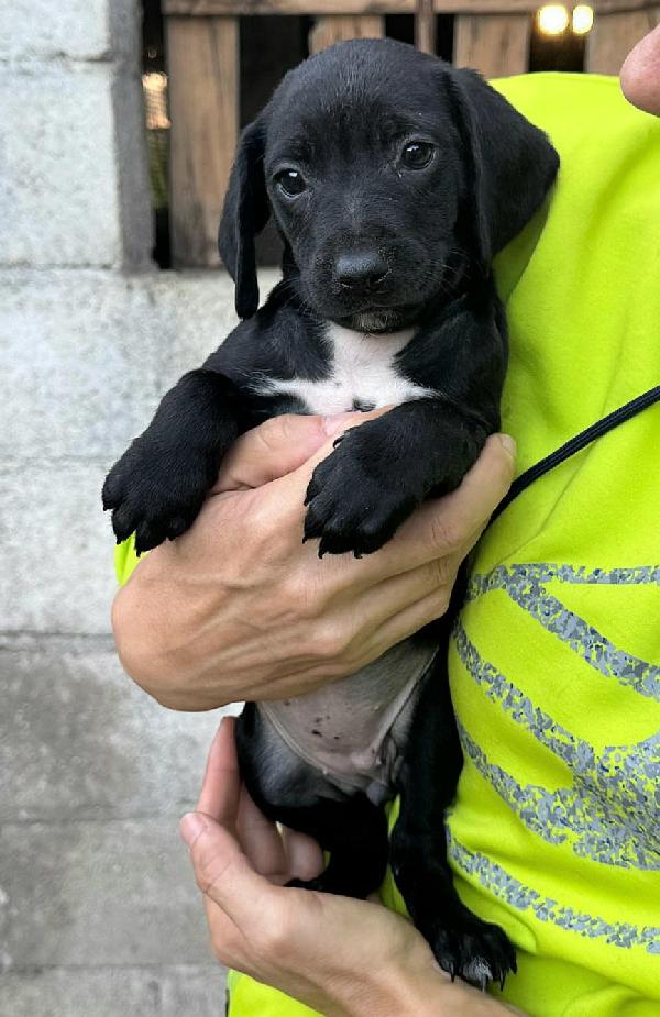 Astra 2 mesi taglia media  Foto 2