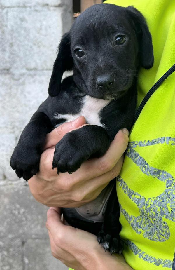 Astra 2 mesi taglia media  Foto 3