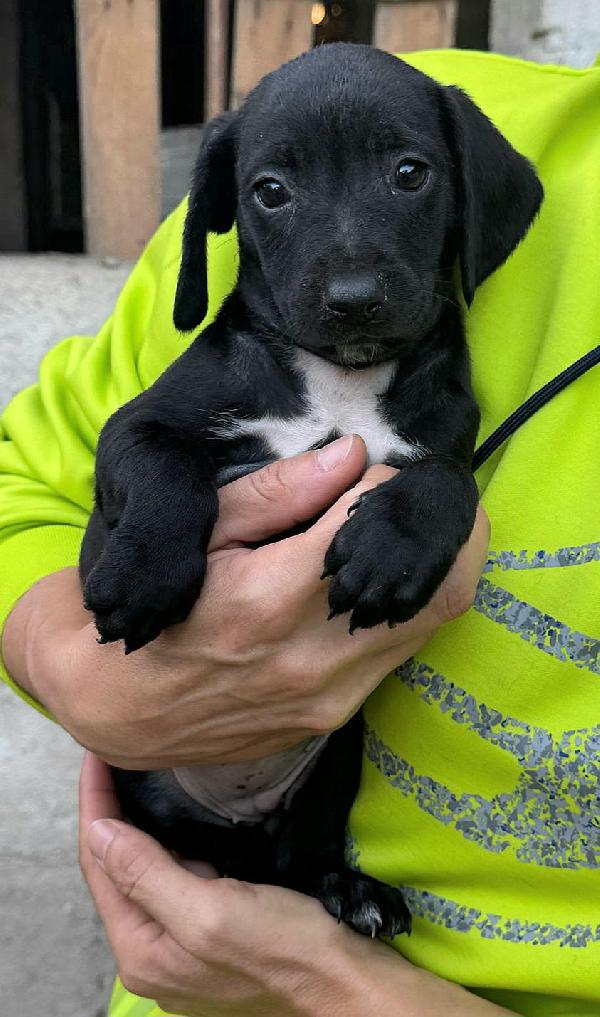 Astra 2 mesi taglia media  Foto 4