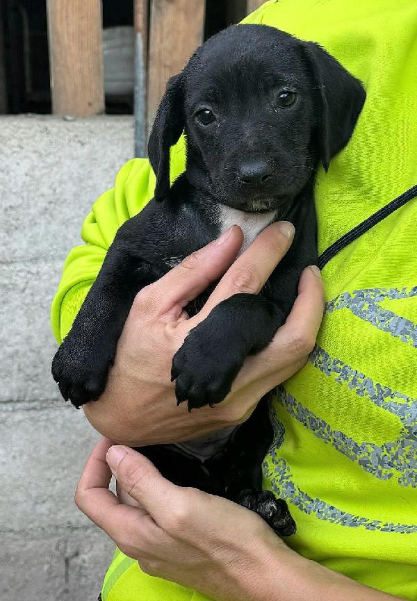 Astra 2 mesi taglia media  Foto 5