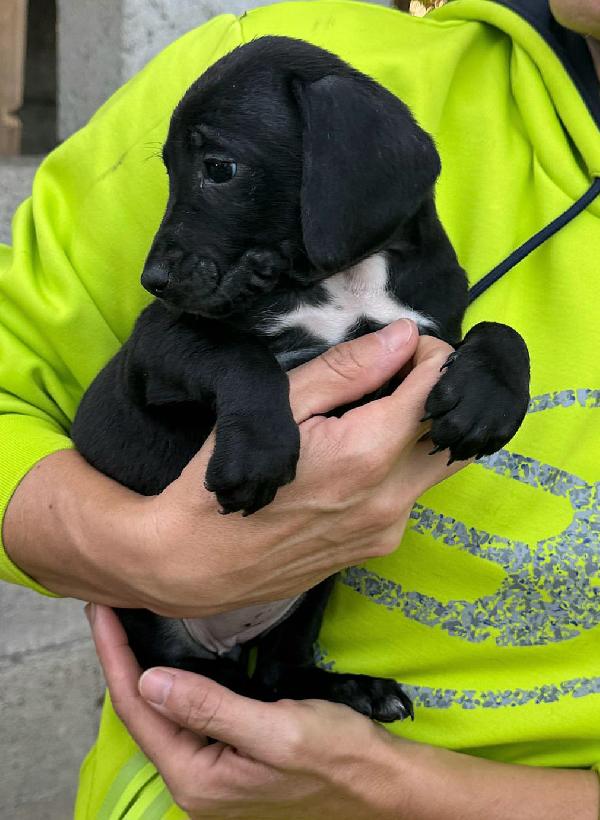 Astra 2 mesi taglia media  Foto 6