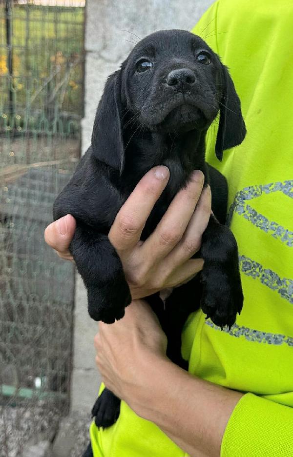 Rigel 2 mesi taglia media  Foto 2