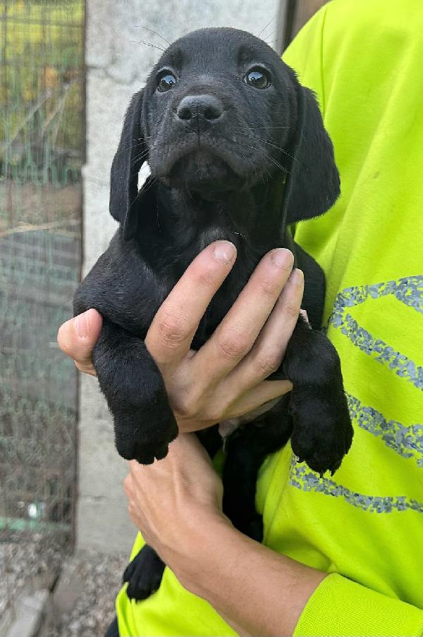 Rigel 2 mesi taglia media  Foto 3