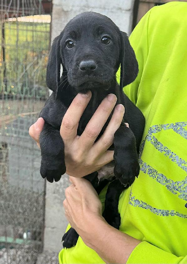 Rigel 2 mesi taglia media  Foto 4