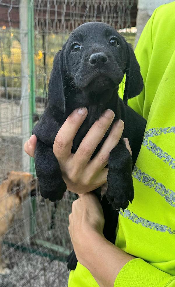 Rigel 2 mesi taglia media  Foto 5