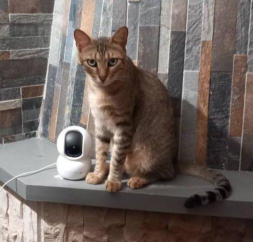 JAMES dolce micio in adozione! Foto 5