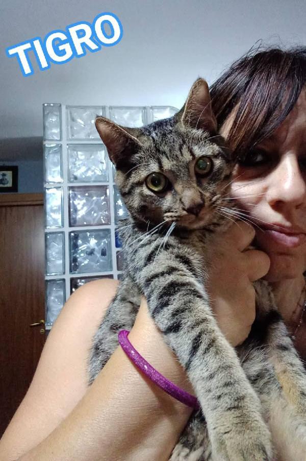 Tigro, Dolce Gattino In Adozione!