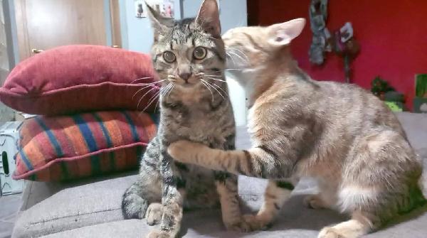 TIGRO, dolce gattino in adozione! Foto 2