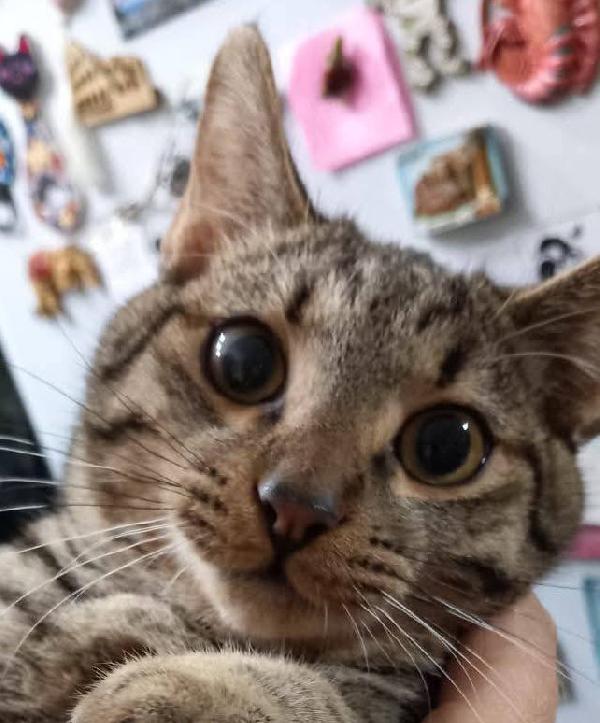 TIGRO, dolce gattino in adozione! Foto 5