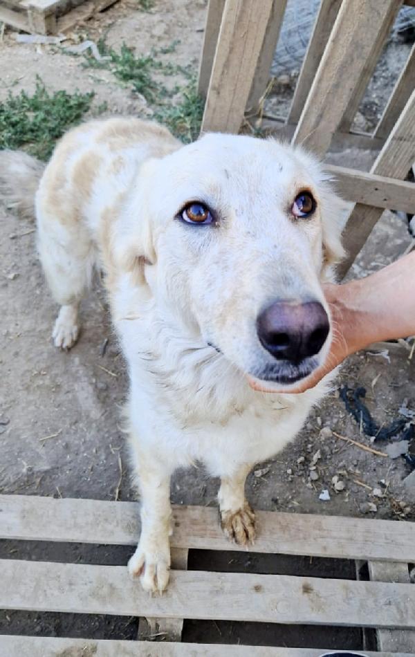 Chloe dolce cagnolina taglia medio grande in adozione  Foto 4