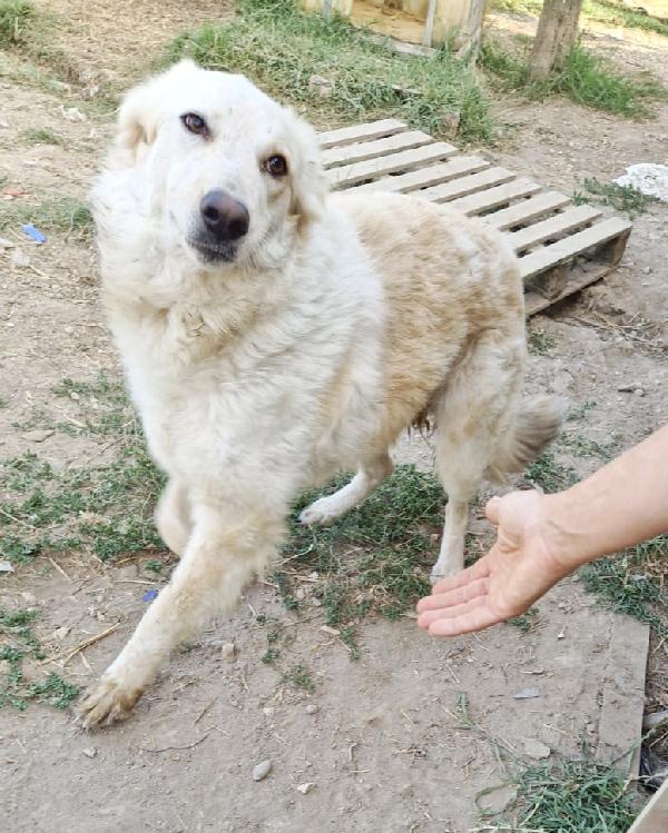 Chloe dolce cagnolina taglia medio grande in adozione  Foto 7