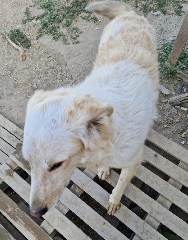 Chloe dolce cagnolina taglia medio grande in adozione  Foto 9