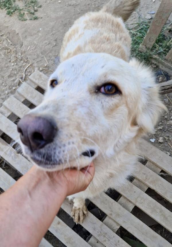 Chloe dolce cagnolina taglia medio grande in adozione  Foto 10