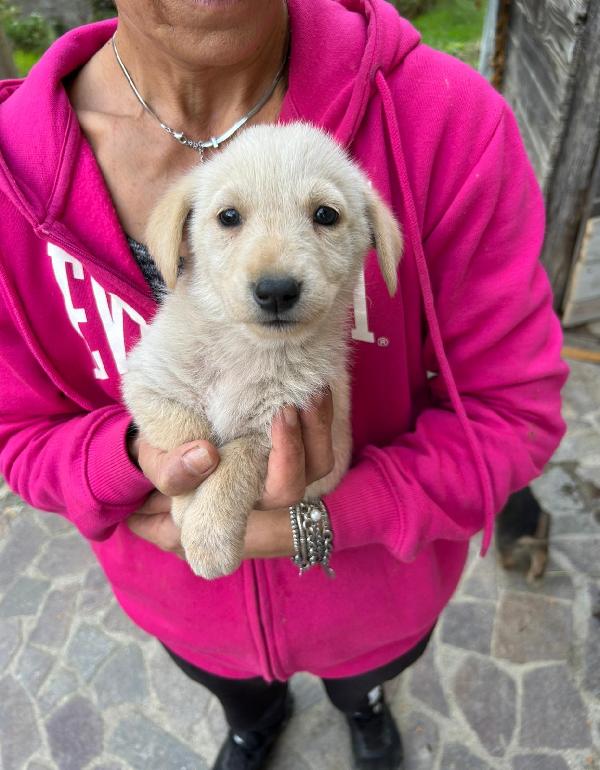 Lucy Adorabile Dolce Cucciola Cerca Famiglia  Foto 2