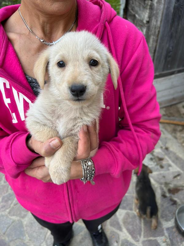 Lucy Adorabile Dolce Cucciola Cerca Famiglia  Foto 3