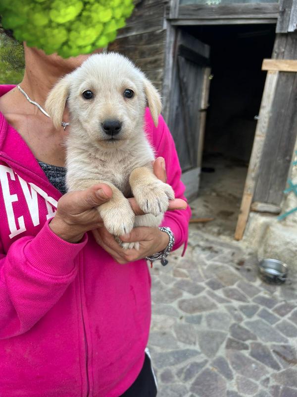 Lucy Adorabile Dolce Cucciola Cerca Famiglia  Foto 4