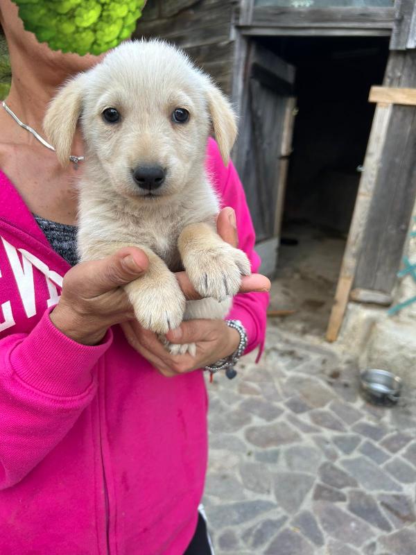 Lucy Adorabile Dolce Cucciola Cerca Famiglia  Foto 6