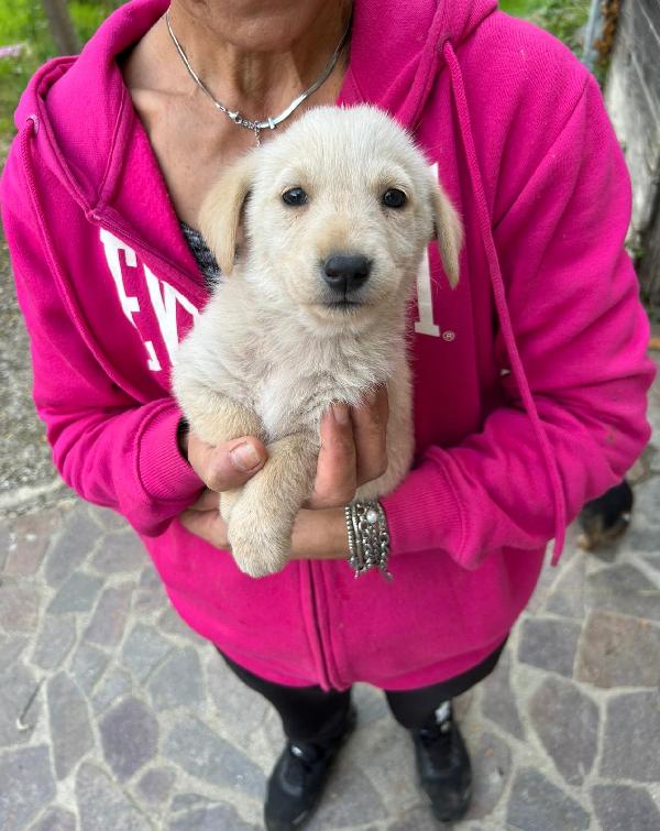 Lucy Adorabile Dolce Cucciola Cerca Famiglia  Foto 7