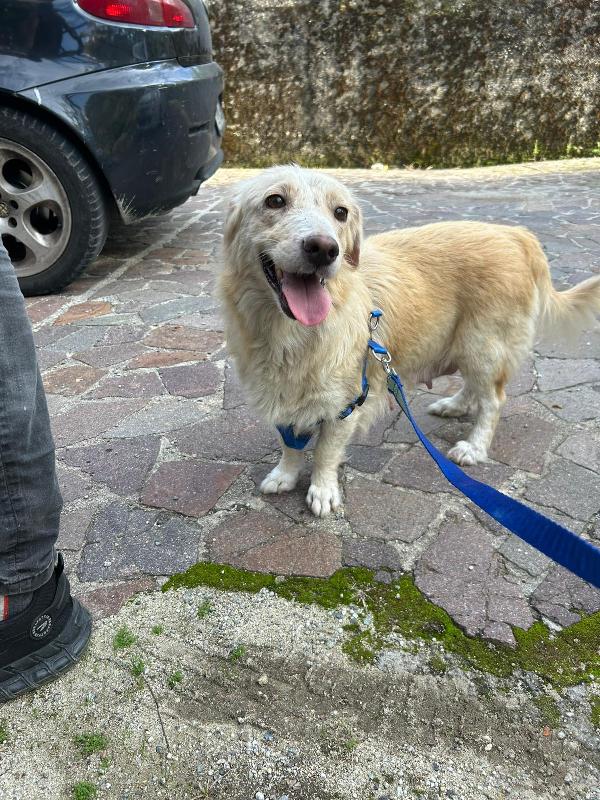 Lucy Adorabile Dolce Cucciola Cerca Famiglia  Foto 8