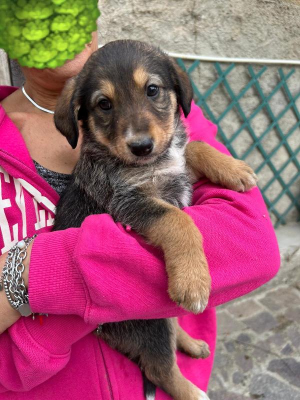 Chloe Deliziosa Dolce Cucciola Cerca Famiglia  Foto 2