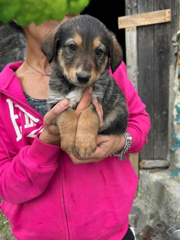 Chloe Deliziosa Dolce Cucciola Cerca Famiglia  Foto 3