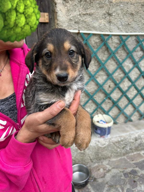 Chloe Deliziosa Dolce Cucciola Cerca Famiglia  Foto 4