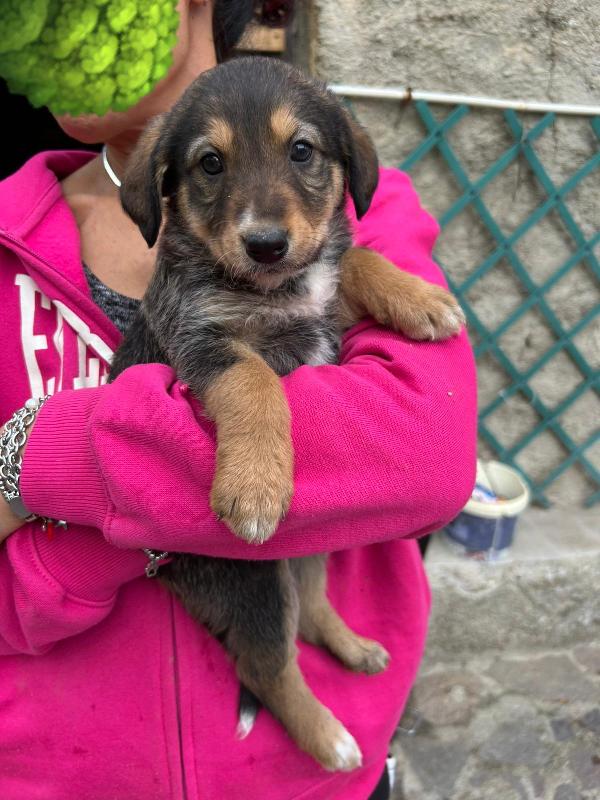 Chloe Deliziosa Dolce Cucciola Cerca Famiglia  Foto 5