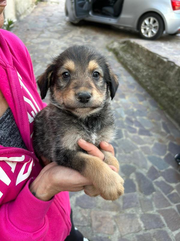 Toby Meraviglioso Dolce Cucciolo Cerca Famiglia