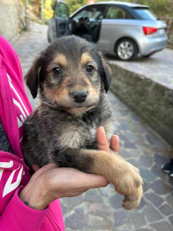 Toby Meraviglioso Dolce Cucciolo Cerca Famiglia Foto 2