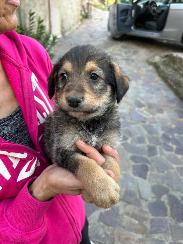 Toby Meraviglioso Dolce Cucciolo Cerca Famiglia Foto 3