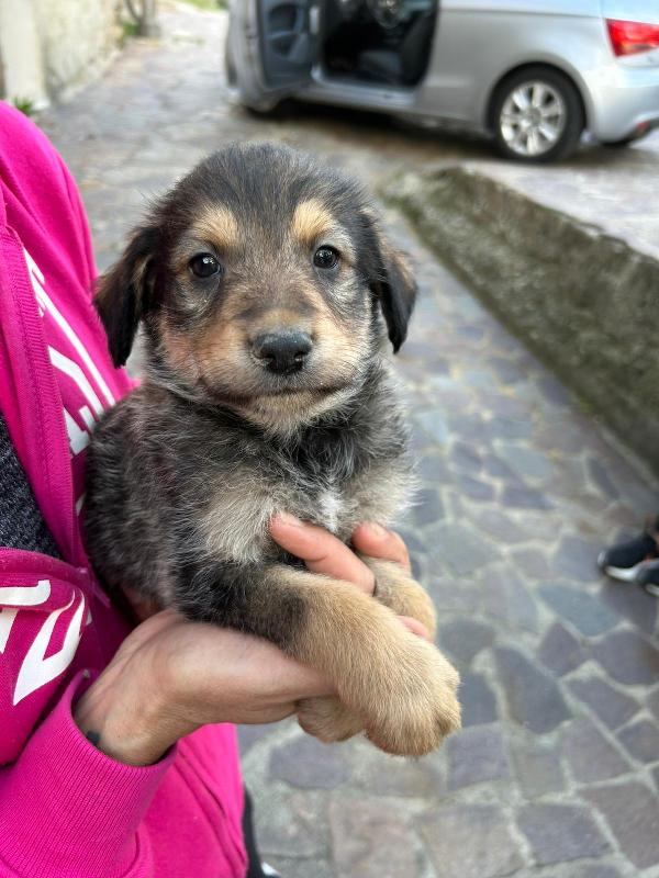 Toby Meraviglioso Dolce Cucciolo Cerca Famiglia Foto 4