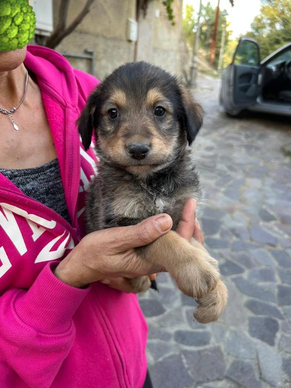 Toby Meraviglioso Dolce Cucciolo Cerca Famiglia Foto 5