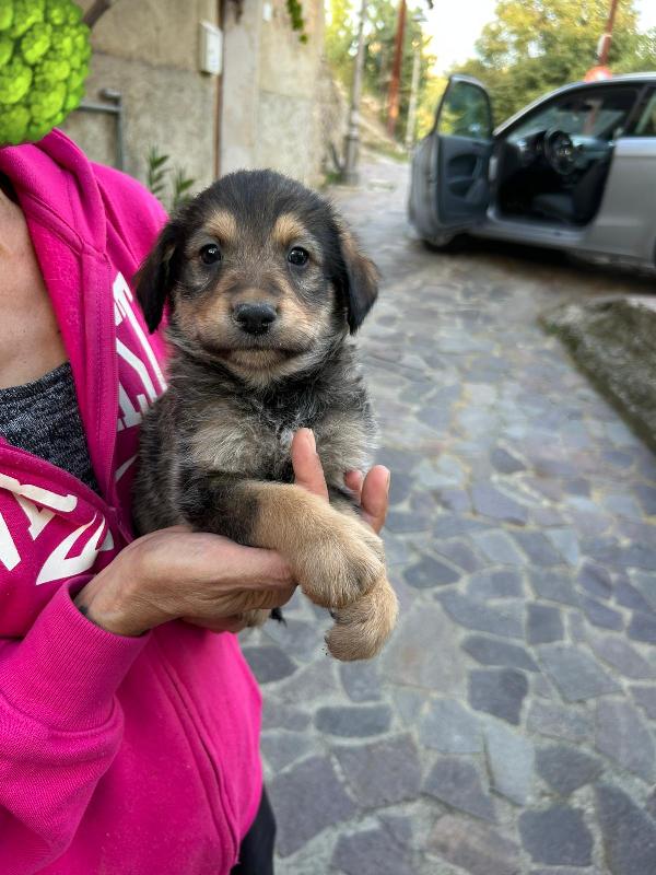 Toby Meraviglioso Dolce Cucciolo Cerca Famiglia Foto 6
