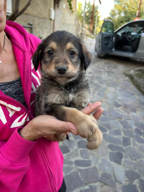Toby Meraviglioso Dolce Cucciolo Cerca Famiglia Foto 7