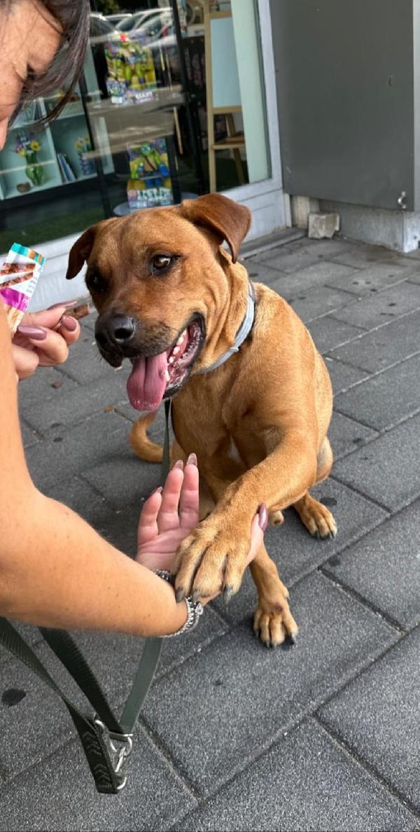 Aaron Il Cucciolone Che Saluta Con La Zampina 