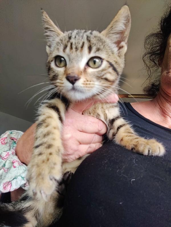 Leo:  Dolcissimo Micino Di 3 Mesi. 