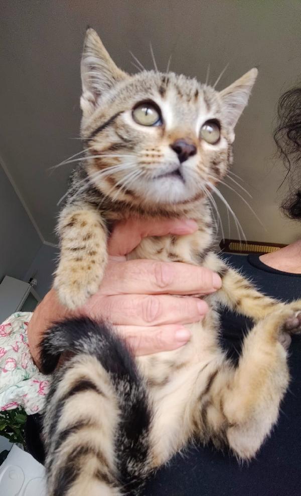 LEO: DOLCISSIMO MICINO DI 3 MESI CERCA FAMIGLIA  Foto 2